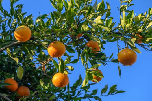 juicy tangerines on tree branches in a tangerine garden 2