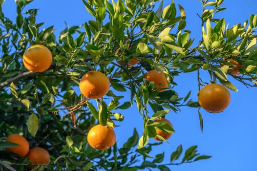 juicy tangerines on tree branches in a tangerine garden 3