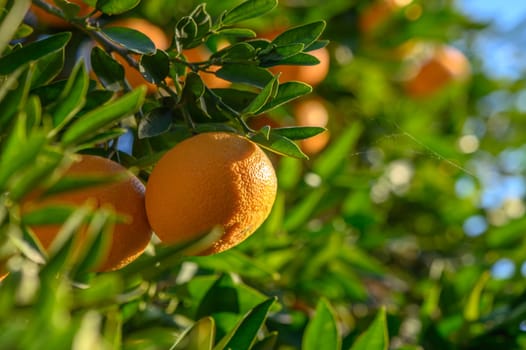 juicy tangerines on tree branches in a tangerine garden 5