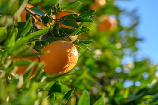 juicy tangerines on tree branches in a tangerine garden 7