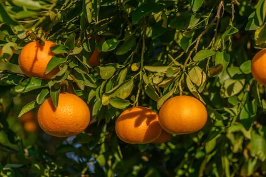 juicy tangerines on tree branches in a tangerine garden 8