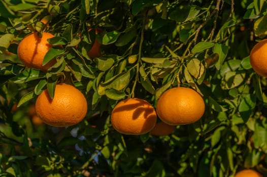 juicy tangerines on tree branches in a tangerine garden 9