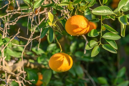 juicy tangerines on tree branches in a tangerine garden 6