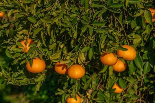 juicy tangerines on tree branches in a tangerine garden 10
