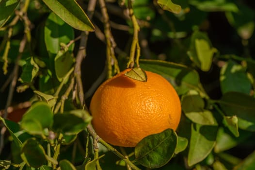juicy tangerines on tree branches in a tangerine garden 11