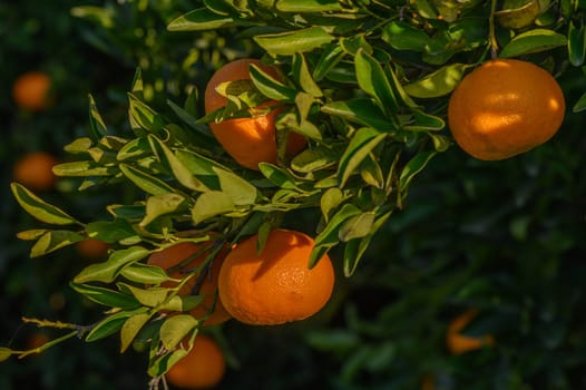 juicy tangerines on tree branches in a tangerine garden 13