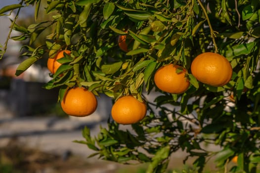 juicy tangerines on tree branches in a tangerine garden 12