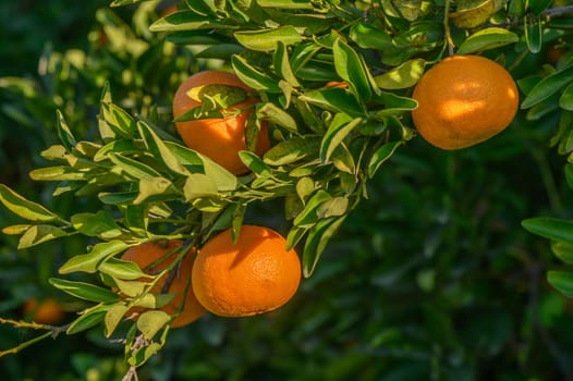 juicy tangerines on tree branches in a tangerine garden 14