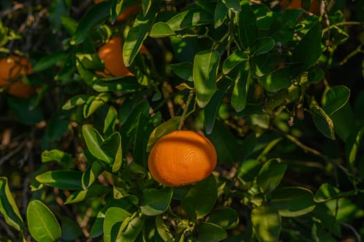 juicy tangerines on tree branches in a tangerine garden 15