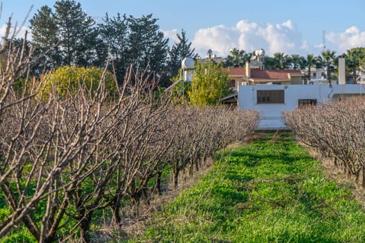 garden with mango trees in winter without leaves in Cyprus 2