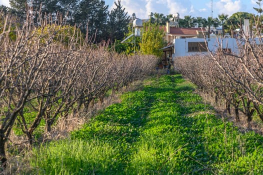 garden with mango trees in winter without leaves in Cyprus 1