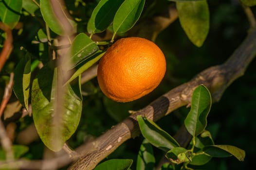 tangerines on branches in the garden during the day