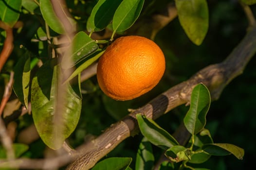 tangerines on branches in the garden during the day