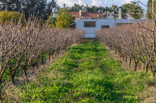 garden with mango trees in winter without leaves in Cyprus