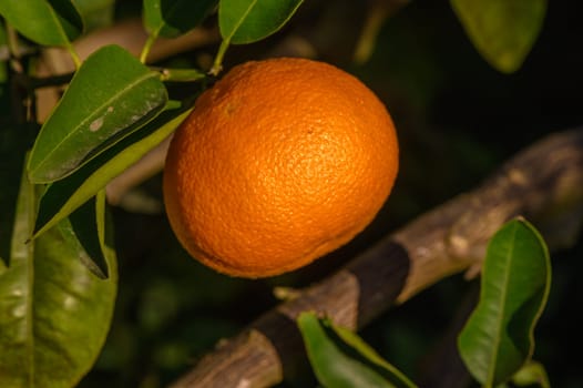 tangerines on branches in the garden during the day 1