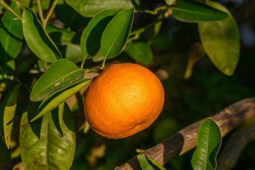 tangerines on branches in the garden during the day 2