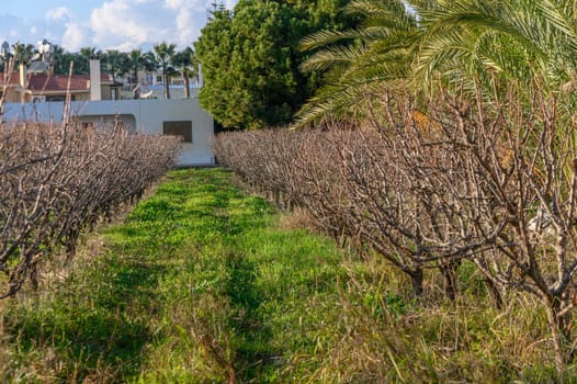 garden with mango trees in winter without leaves in Cyprus 4