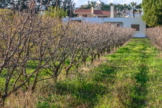 garden with mango trees in winter without leaves in Cyprus 5