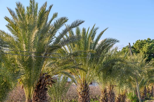 village street with date palms along the road 1