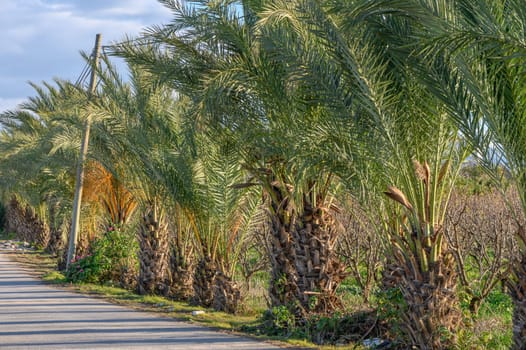 village street with date palms along the road 3