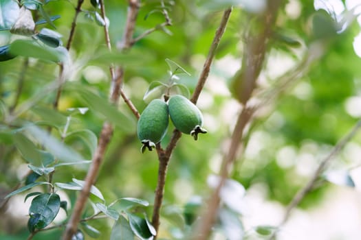 Green feijoa hanging from a tree branch surrounded by foliage. High quality photo