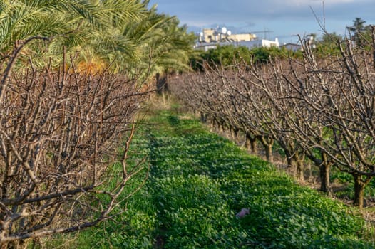 garden with mango trees in winter without leaves in Cyprus 8