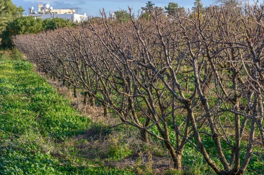 garden with mango trees in winter without leaves in Cyprus 9