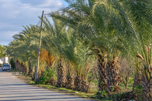 village street with date palms along the road 2