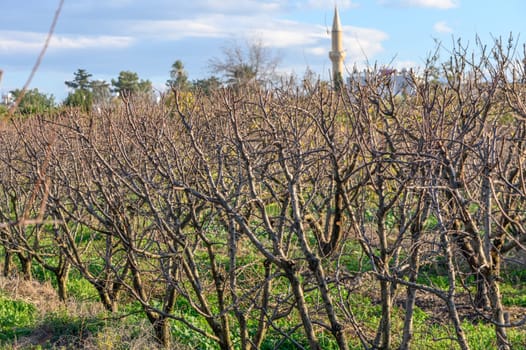 garden with mango trees in winter without leaves in Cyprus 11