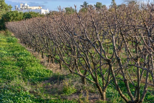 garden with mango trees in winter without leaves in Cyprus 10