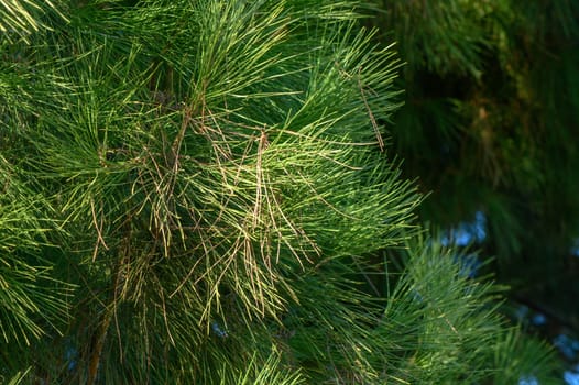 green branches of a coniferous tree as a background 2