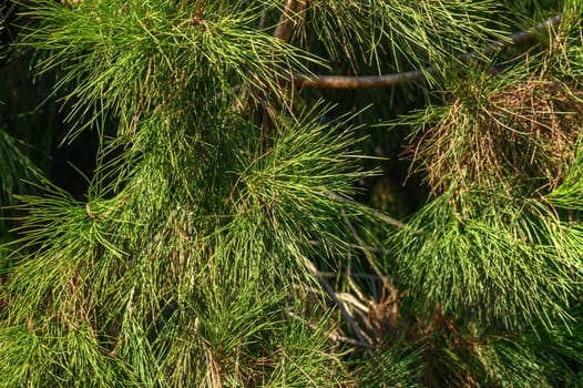 green branches of a coniferous tree as a background 1