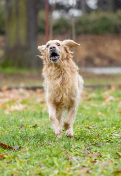 Runing golden labrador retriever in outside, dog animal concept