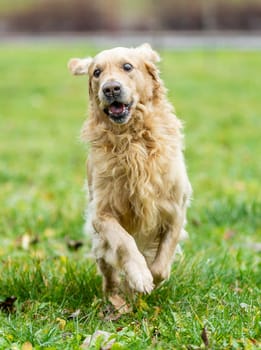 Runing golden labrador retriever in outside, dog animal concept