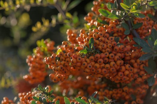Pyracantha bright red in a village on the island of Cyprus 3