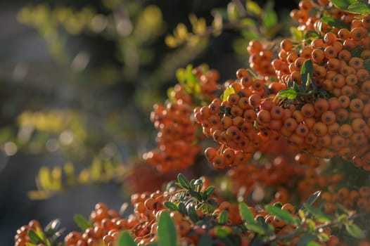 Pyracantha bright red in a village on the island of Cyprus 2