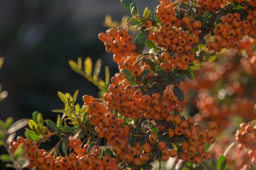 Pyracantha bright red in a village on the island of Cyprus