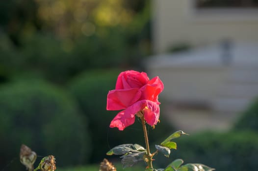 red rose in the garden in winter in Cyprus