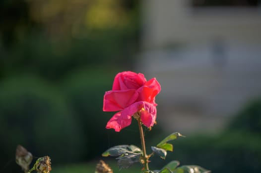 red rose in the garden in winter in Cyprus 1