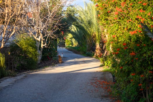 chickens on the street in a village in Cyprus 1