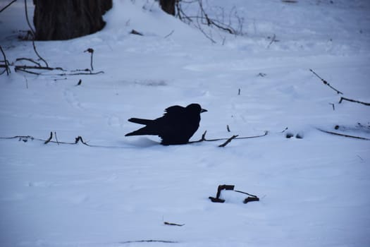 The empty wooden table top with blur background of winter in Finland. Exuberant image.