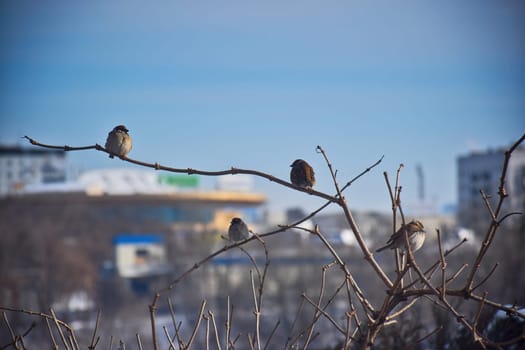 The empty wooden table top with blur background of winter in Finland. Exuberant image.