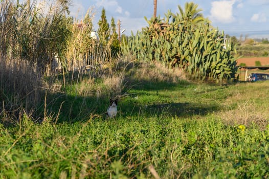 cat sitting in the grass in the village 2