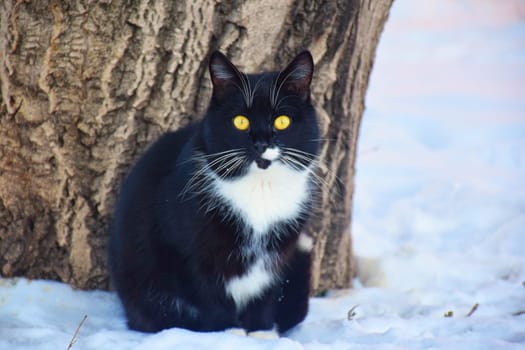 funny striped hunter cat sits on a fence and watches a sitting bird