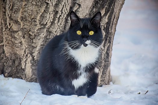 funny striped hunter cat sits on a fence and watches a sitting bird