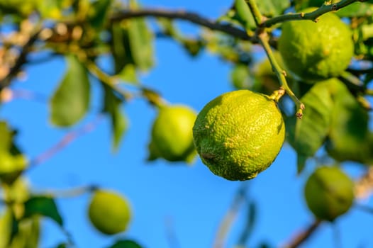 green lemons on tree branches in winter 2