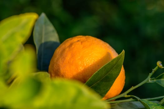 tangerines on branches in the garden during the day 4