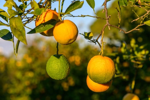 juicy oranges on branches in an orange orchard 1
