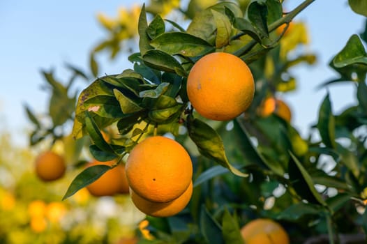 tangerines on branches in the garden during the day 5