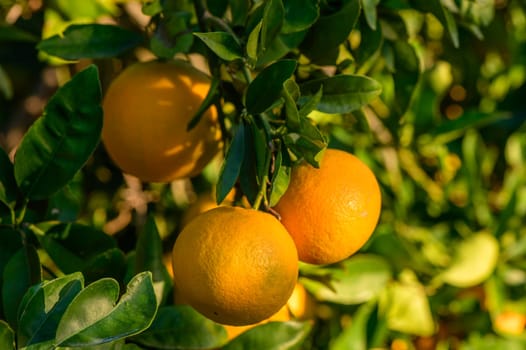 tangerines on branches in the garden during the day 6